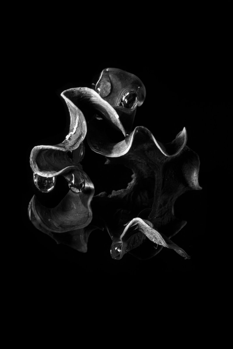 GabrielasNFT's tweet photo. B&amp;W lover 🖤🤍 https://t.co/fAhrZpzqQs