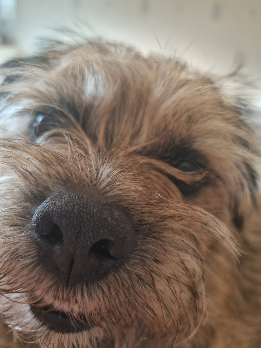 House_Carrot's tweet photo. It might be hot, but im coming in for licks #DogsofTwittter #BTPosse https://t.co/O3v01uESxD