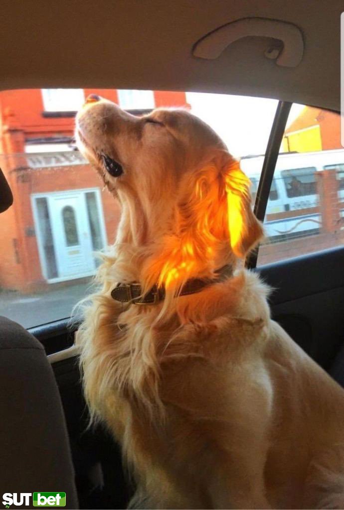 Out Of Context Animals (@cntxtanimai) on Twitter photo 