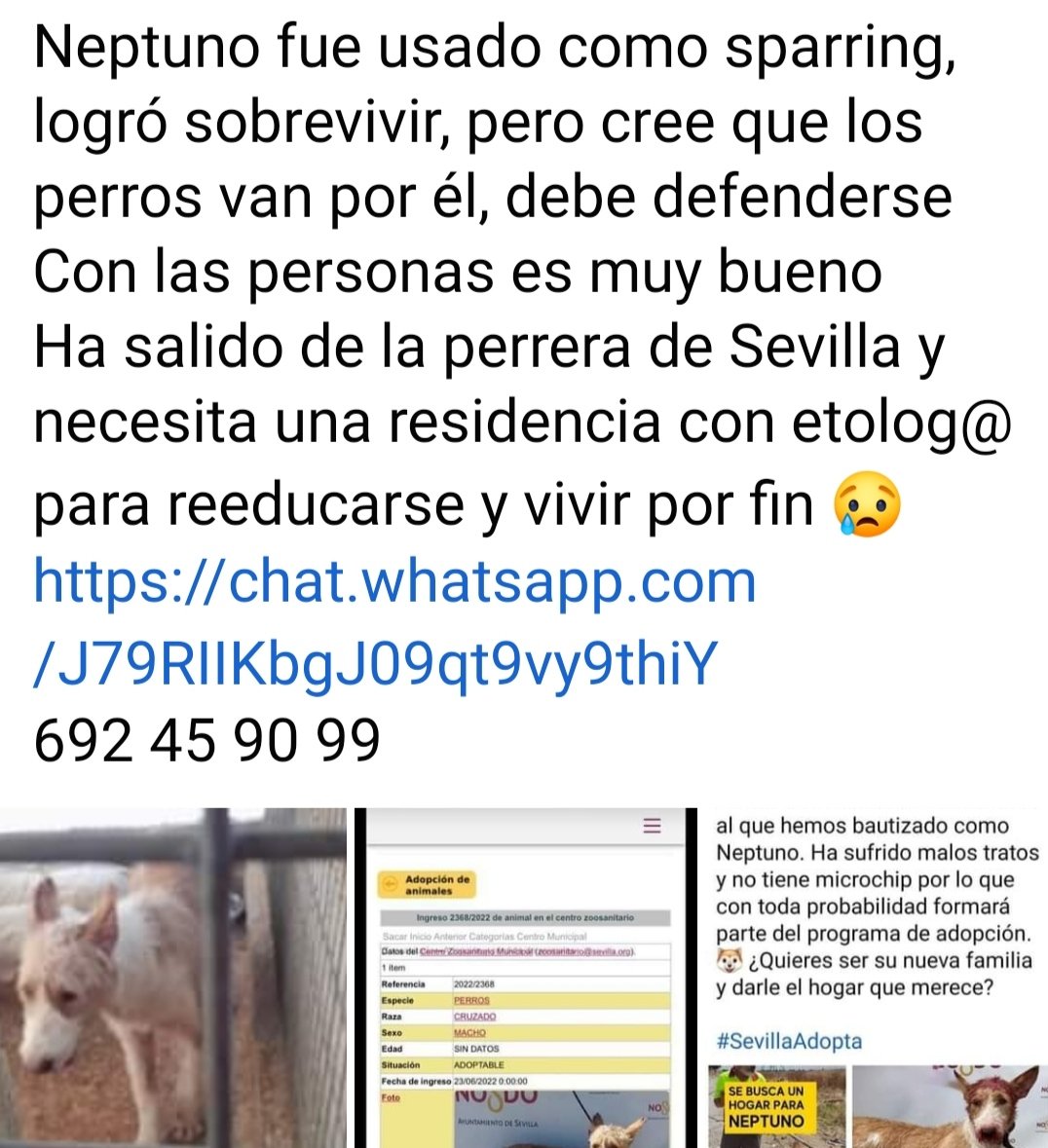 SilviaMylo's tweet photo. Por fin se ha encontrado una residencia en Madrid para este pobre animalito que tanto ha sufrido 😢💔 
Hay que pagar 300 euros más el viaje hasta Madrid ‼️
Necesitamos ayuda muy urgente, son personas honestas, doy fe
Por favor difundir es muy urgente ‼️
😢 🆘 📢 📢 📢 📢 📢 https://t.co/718b5XRcGW