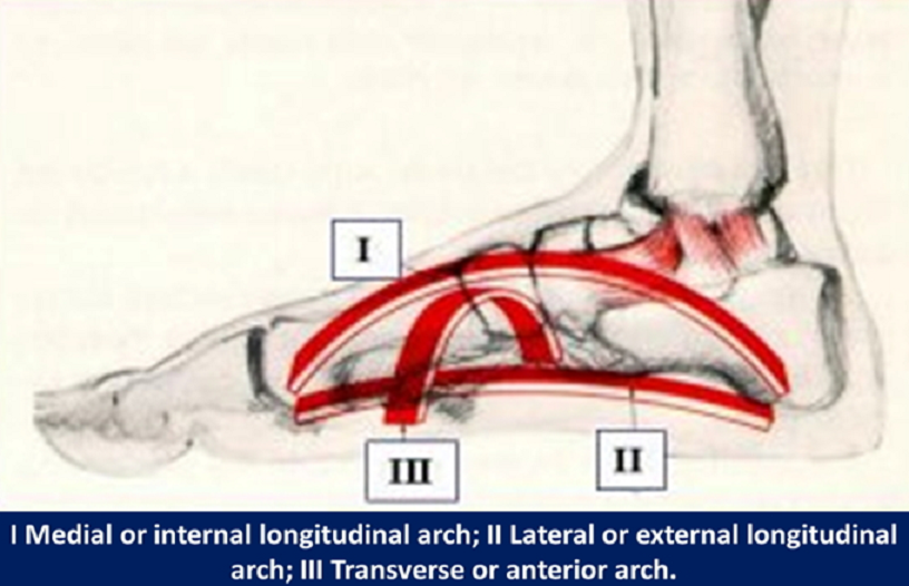 drdozellodc's tweet photo. Two Minutes of Anatomy: Medial Longitudinal Arch (MLA)
#vegas #chiropractor #chiropractic #sportsmedicine #anatomy #anatomyandphysiology #foot #footanatomy #footarches #footarch #longitudinalarch #mediallongitudinalarch #MLA #flatfeet #fallenarch https://t.co/sR3xxp6EMU https://t.co/io61FfRxKz
