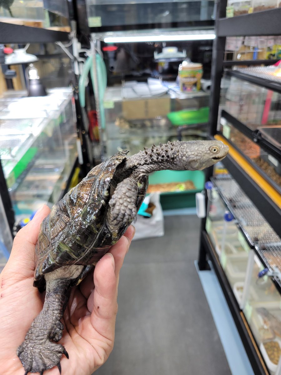 Reptile Shop LOJ on X