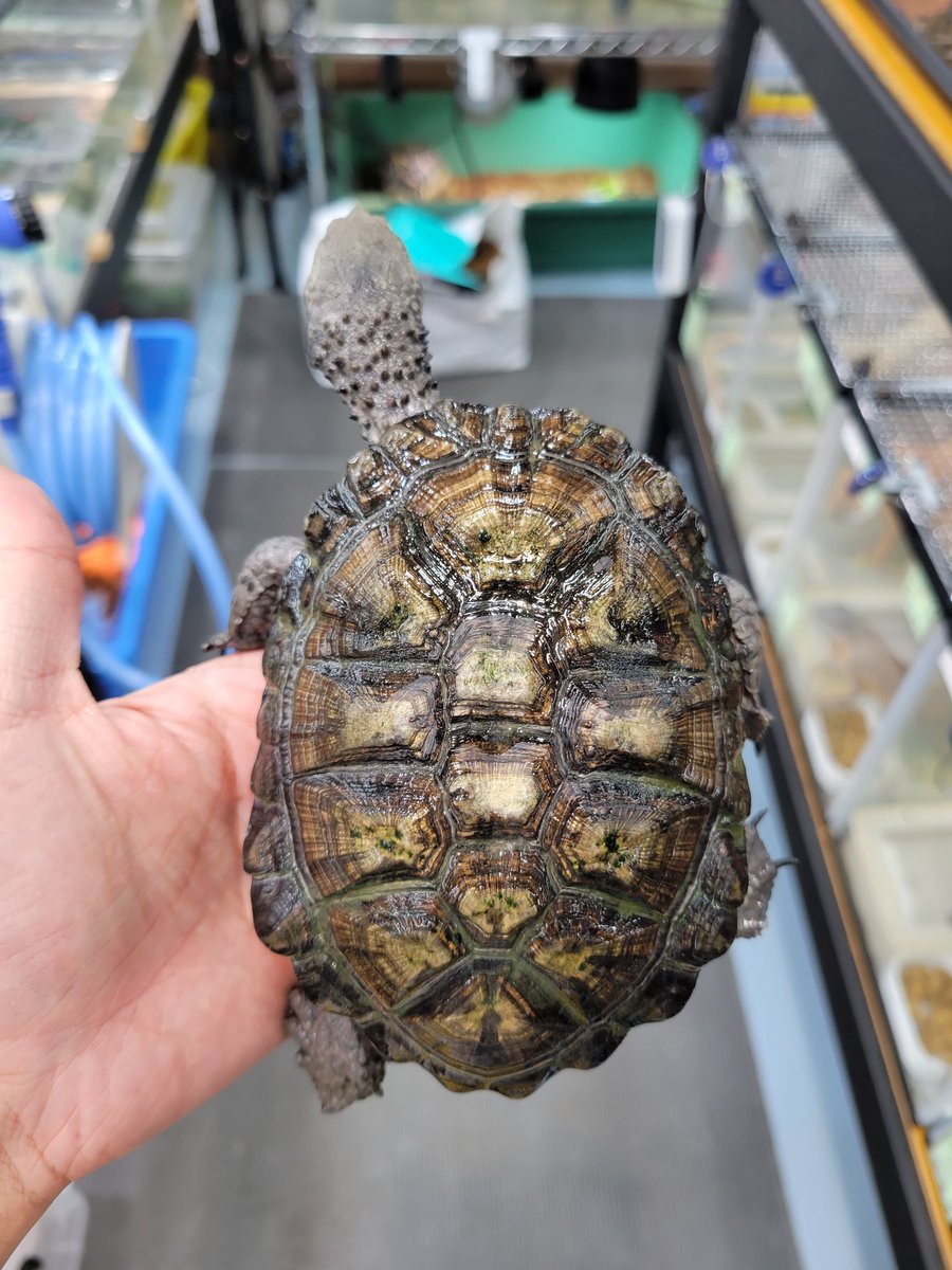 Reptile Shop LOJ on X