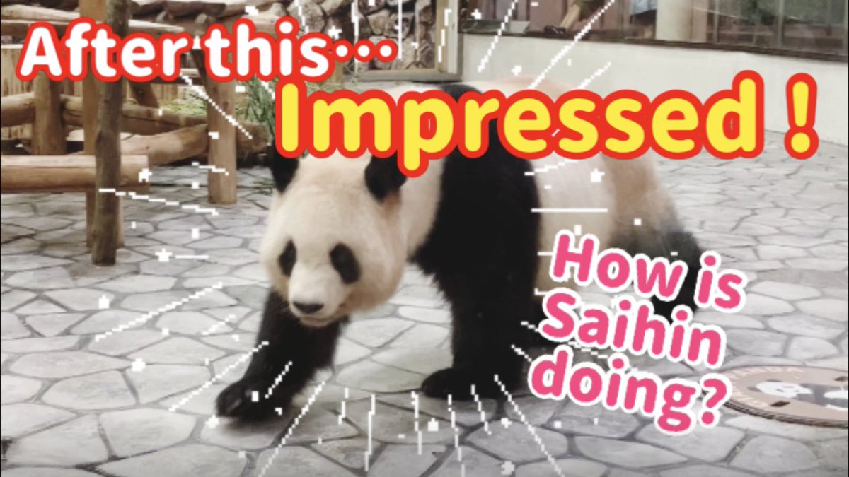 Japanda_world's tweet photo. Watch the video ‼️→https://t.co/bbv4w86twY @YouTube
#panda #pandaCub #dolphinshow #safari #dog #cat #giantpanda  #redpanda  #adventure #trip #travel 

↓ Please watch the video‼️😆 
After this... Impressed by the love of mother panda Rauhin‼️ https://t.co/8WwNsCHaUW