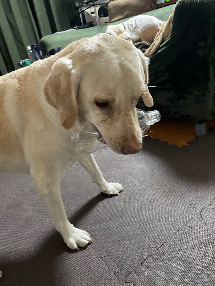 oh_mame69's tweet photo. ペットボトル潰して捨てようとしたら盗まれた…(笑)

#labradorretriever #ラブラドールレトリバー #犬 #ペットボトル https://t.co/5lFu1AOx2k
