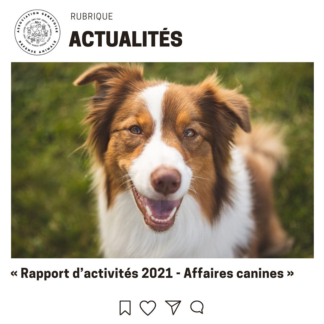 a_g_d_a's tweet photo. L’année 2021 a été celle des records : 386 morsures et 162 importations non conformes ont été annoncées au service de la consommation et des affaires vétérinaires. #Geneve https://t.co/70z0YIC3iK