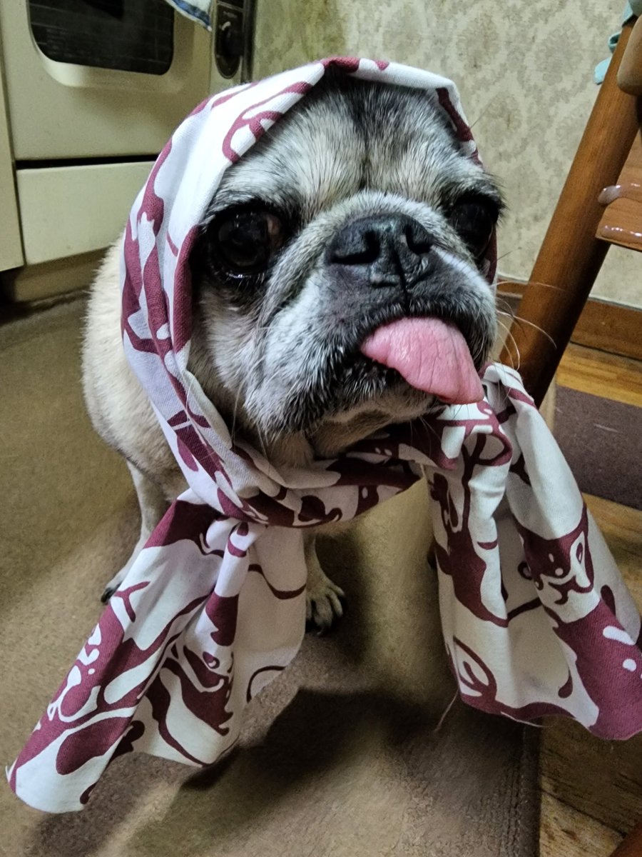 y9feqoM4J8dGu85's tweet image. 手ぬぐい新調して正装🌟🎶
#PUGSTYLE さんの可愛い手ぬぐい💖　
ちょっと上手く撮れなかったですけど💧
みんなが幸せでありますように…🍀
#8月9日 #パグの日