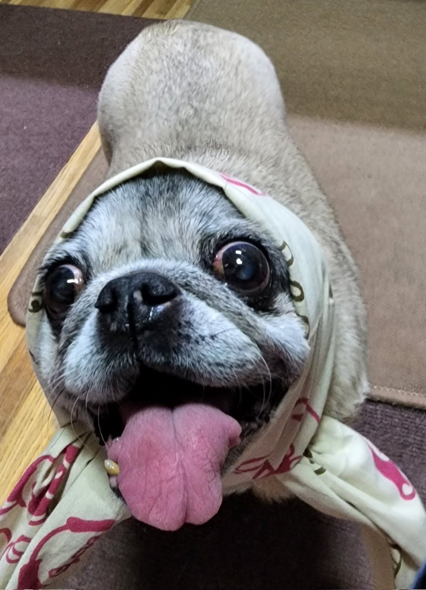 y9feqoM4J8dGu85's tweet image. 手ぬぐい新調して正装🌟🎶
#PUGSTYLE さんの可愛い手ぬぐい💖　
ちょっと上手く撮れなかったですけど💧
みんなが幸せでありますように…🍀
#8月9日 #パグの日