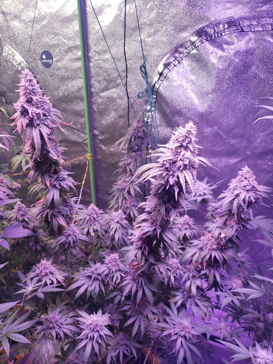 ThaGromie's tweet photo. Looks like the 🦓 stripe from @irvineseedco @breeder_j #IRVINEARMY @The_real_Early @ChefDC710 is close. Seeing amber trichomes maybe a week left. Smells sooooo good. https://t.co/6dJttPiNIS