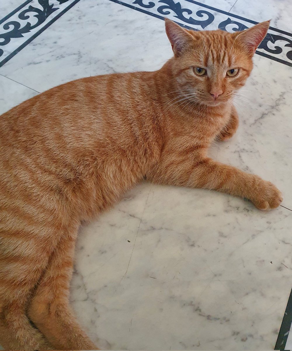 Starsky3Hutchin's tweet photo. Stern words with our "Socials PA" today - you missed #InternationalCatDay yesterday 🙀 Sort yourself out Woman! Any more mistakes &amp; it's furballs for you - lots of furballs mainly from Starsky! 😹😹 - Hugs Hutchinson x
#GingeandTuxi #Furballs
#VerbalWarning #CatsOfTwitter https://t.co/HRxRGq27lD