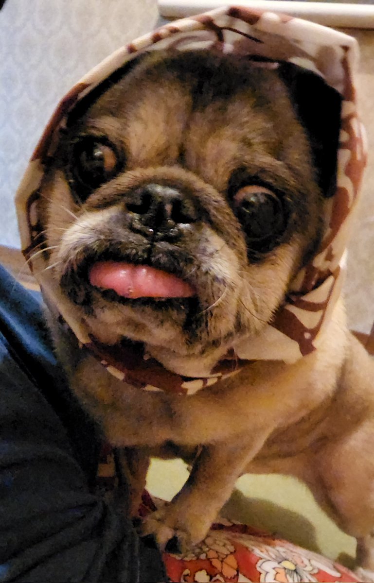 y9feqoM4J8dGu85's tweet image. 手ぬぐい新調して正装🌟🎶
#PUGSTYLE さんの可愛い手ぬぐい💖　
ちょっと上手く撮れなかったですけど💧
みんなが幸せでありますように…🍀
#8月9日 #パグの日