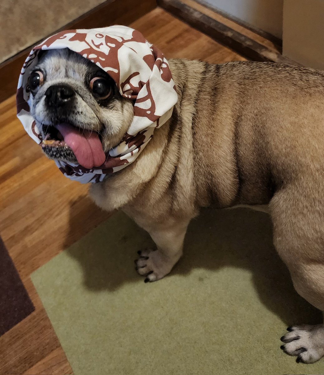 y9feqoM4J8dGu85's tweet image. 手ぬぐい新調して正装🌟🎶
#PUGSTYLE さんの可愛い手ぬぐい💖　
ちょっと上手く撮れなかったですけど💧
みんなが幸せでありますように…🍀
#8月9日 #パグの日