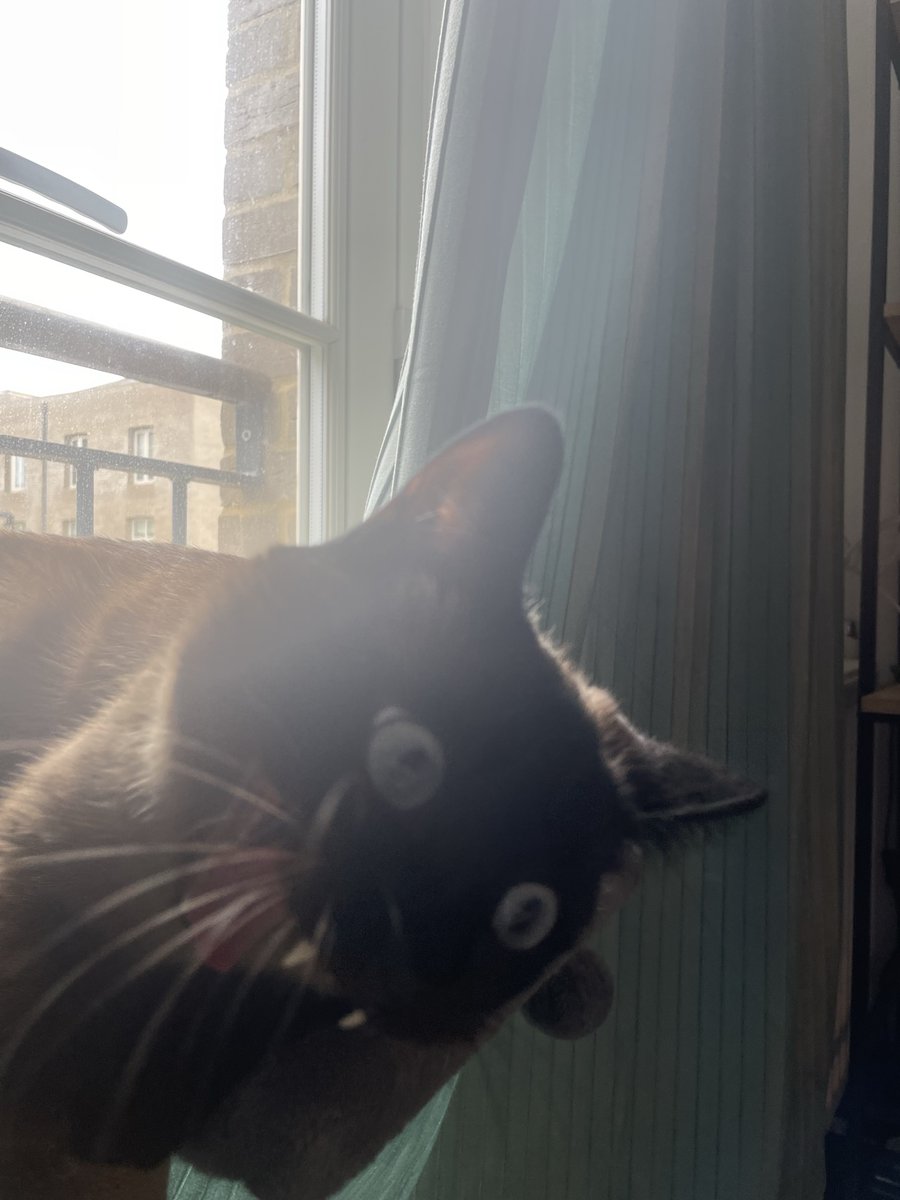 franwharrey's tweet image. happy #InternationalCatDay 😻