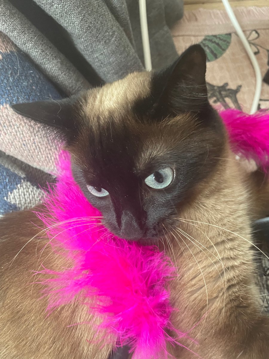 franwharrey's tweet image. happy #InternationalCatDay 😻