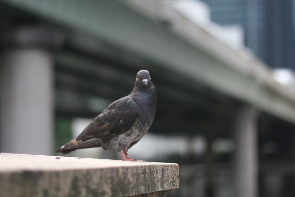pasocon_suko's tweet photo. 劇鳩2聖地巡礼 https://t.co/wDKuLiSSsS