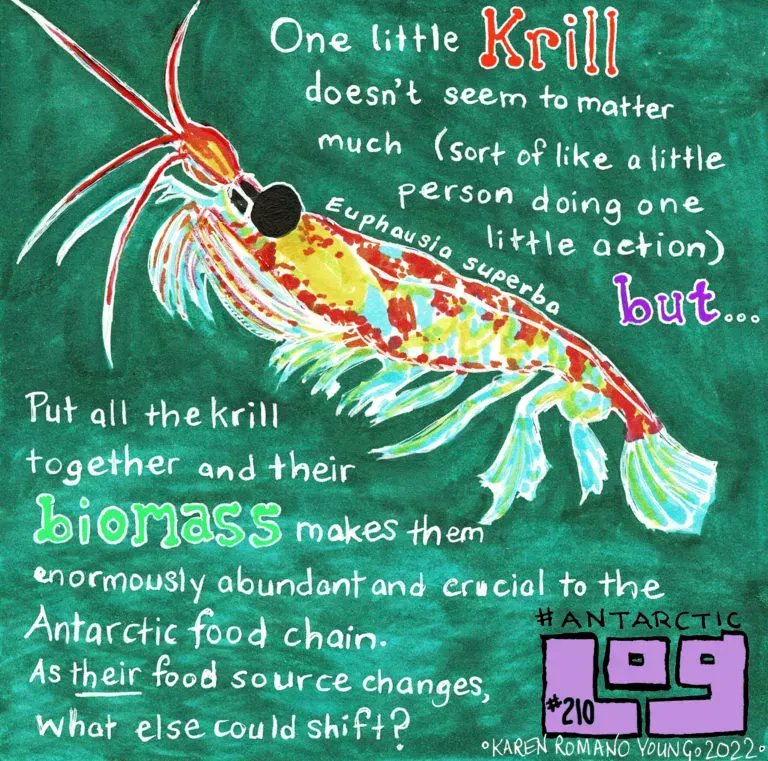 Mark your calendars 🗓️. We are having a #krillebration 🥳on August 11th for the first ever #WorldKrillDay. To celebrate the awesomeness of #Antarctic #krill🦐 check out these #krillstatic events here: asoc.org/news/world-kri… 📸@DoodlebugKRY / #AntarcticLog