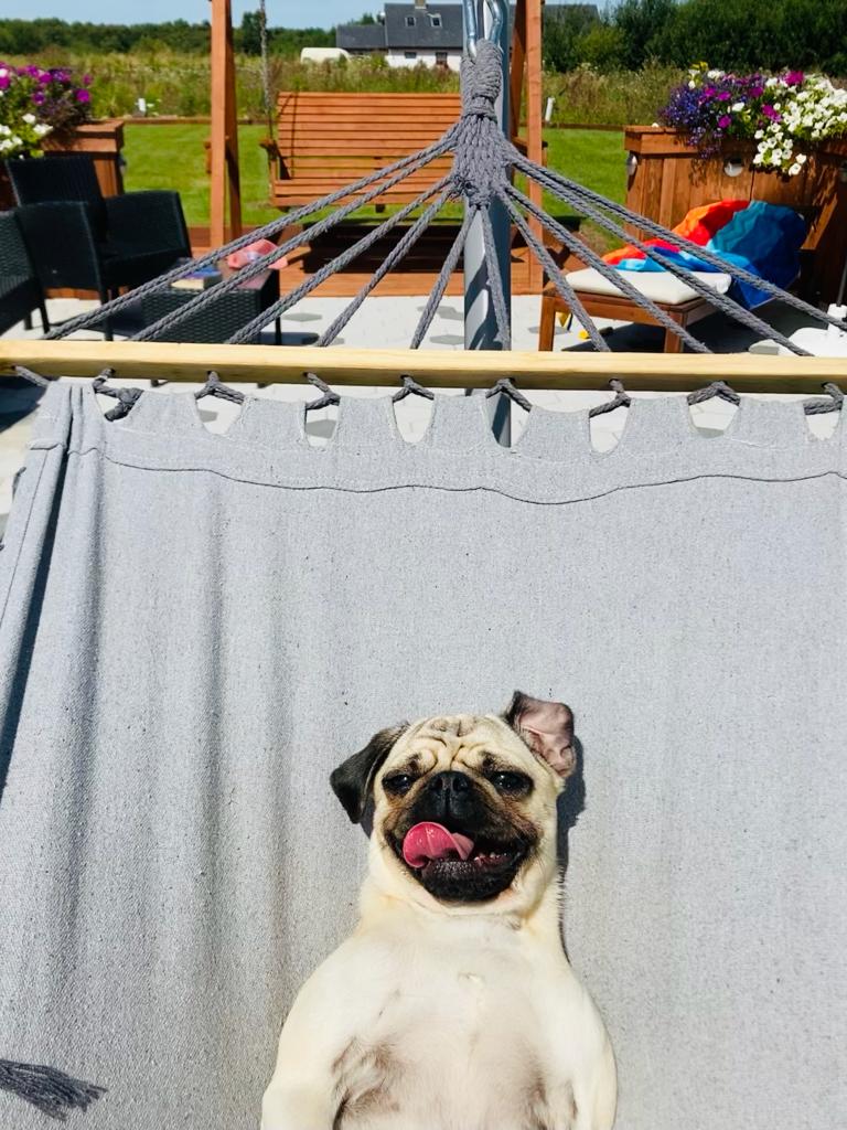 scamp_champ's tweet photo. Its a Pugs life . https://t.co/H8xnKeCCr0