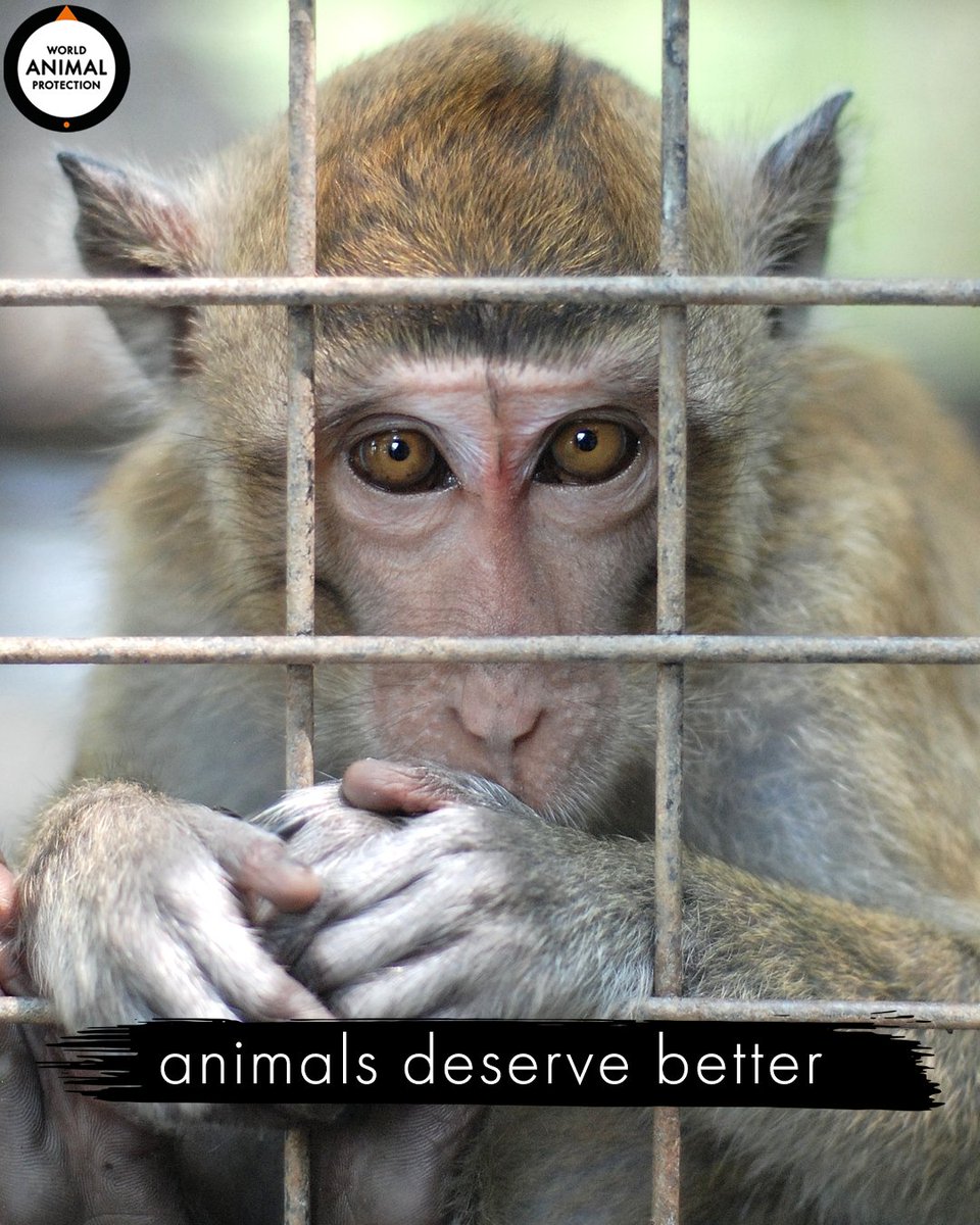 World Animal Protection US on Twitter: World Animal Protection US on Twitter: