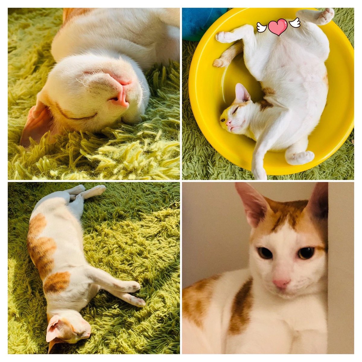 SaLArt__'s tweet photo. Gm #cardano fam, 
I didn't know yesterday was the Cat International day. But here are my cats 🐱🐾
Hope y'all have a great day 💜 https://t.co/KWiBadQxMt