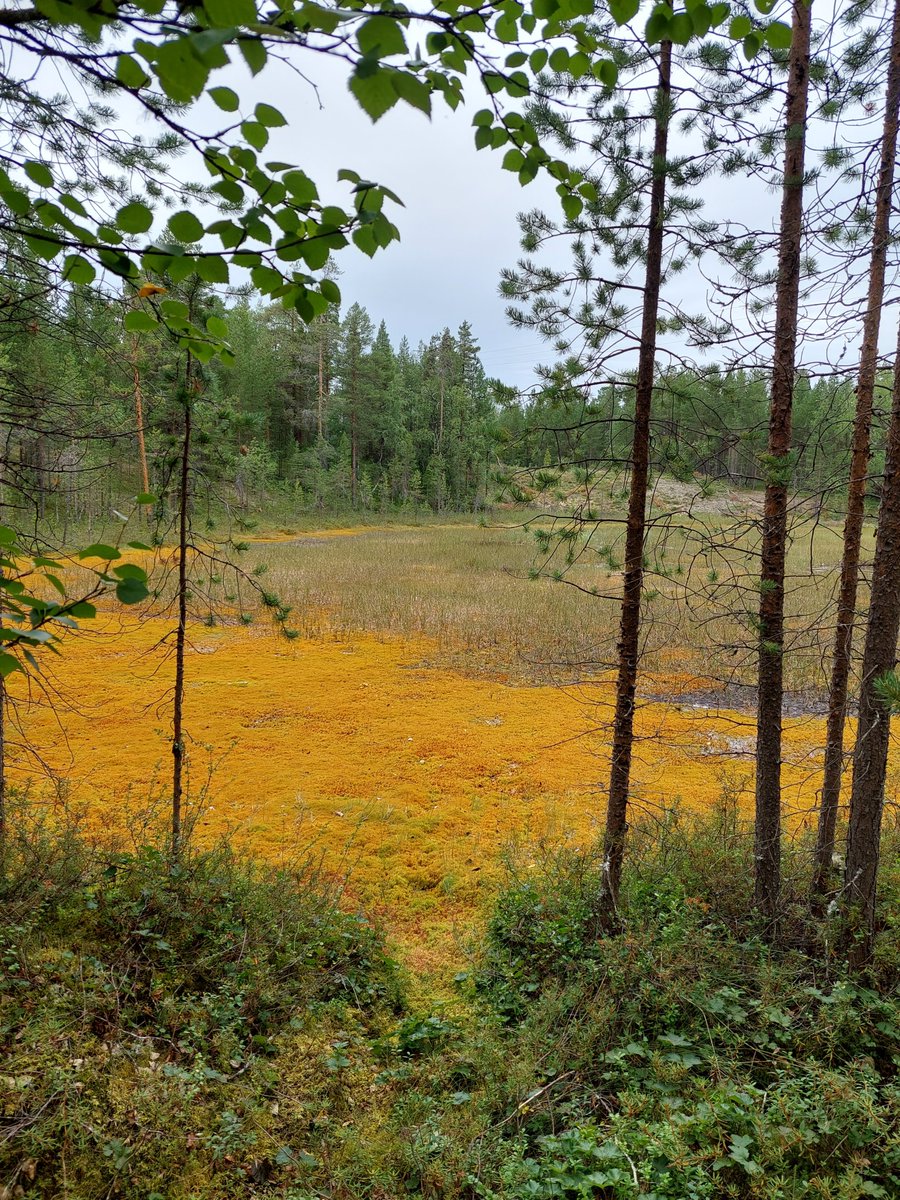 lotta_manninen's tweet photo. Nellimissä, Inarinjärven rannalla, puhumassa arktisen alueen biodiversiteettityöstä ja oppimassa alueen keskeisistä ympäristöä ja saamelaiskulttuuria koskevista aiheista #Nellim #Inari #arktinen #biodiversiteetti #Arctic https://t.co/jV3O5yhQ9N