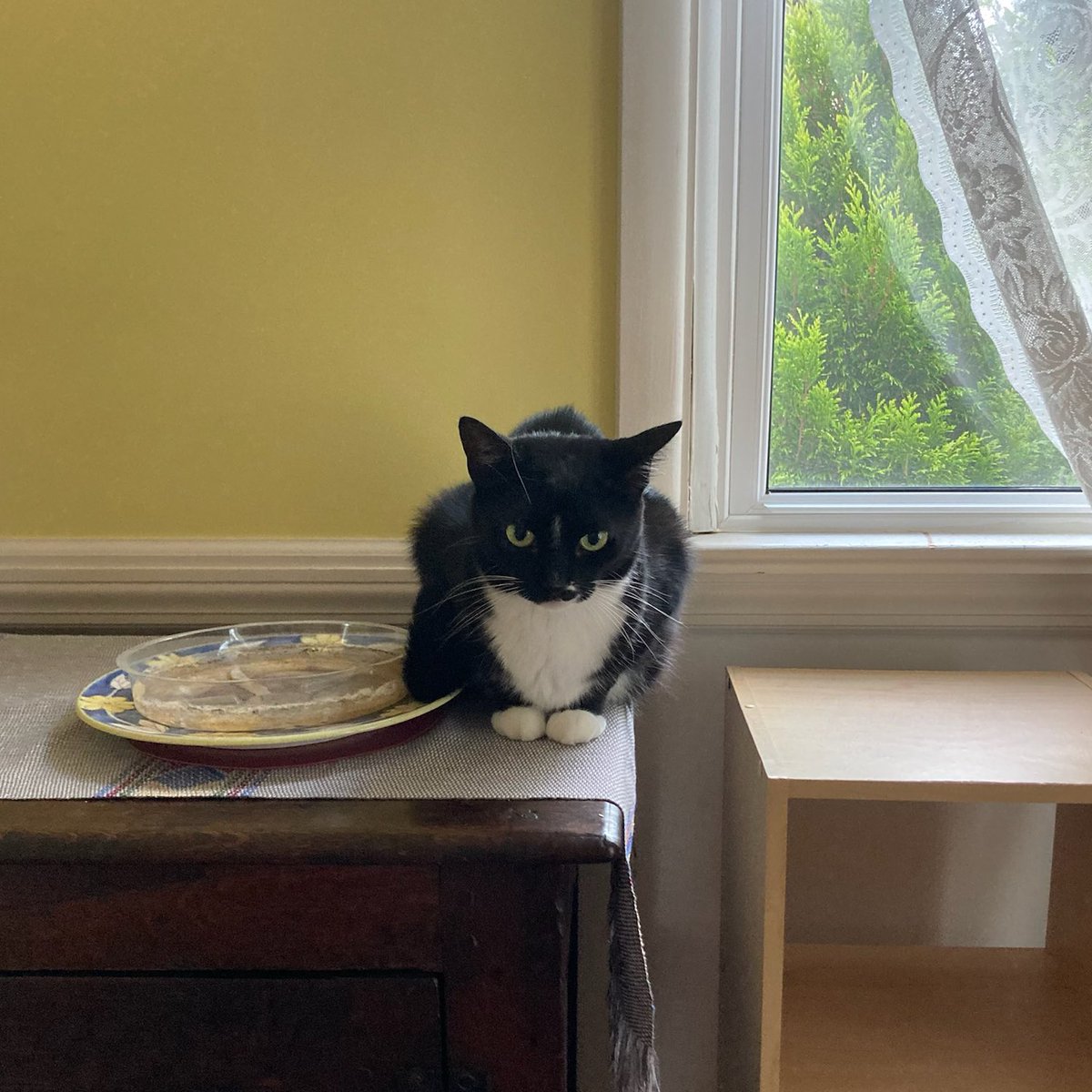 cat_trixie's tweet photo. stijl at granny and granddaddy’s todaye, stijl very malevolence https://t.co/0afEnHPxz2