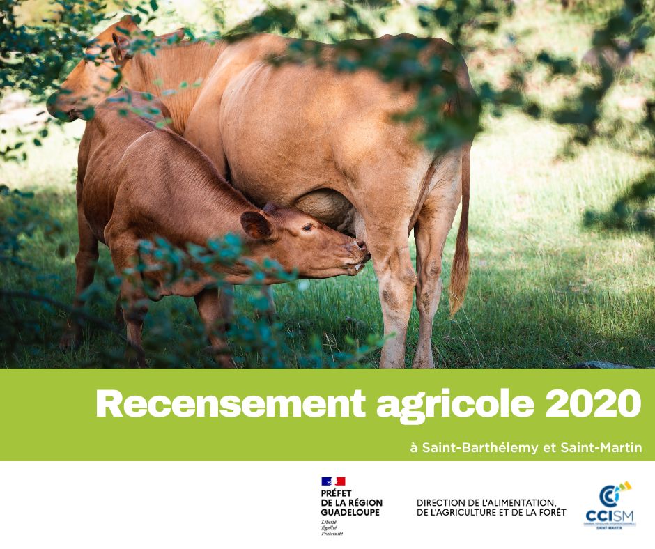 CCI Saint-Martin tweet media