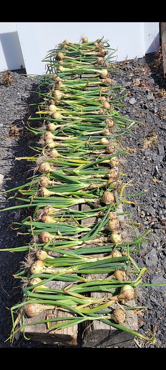 bernie_mullins's tweet photo. #onions #giy #GIY #giyireland 🧅🤌

Great drying out ☀️🌡 https://t.co/5H325ZmzXC