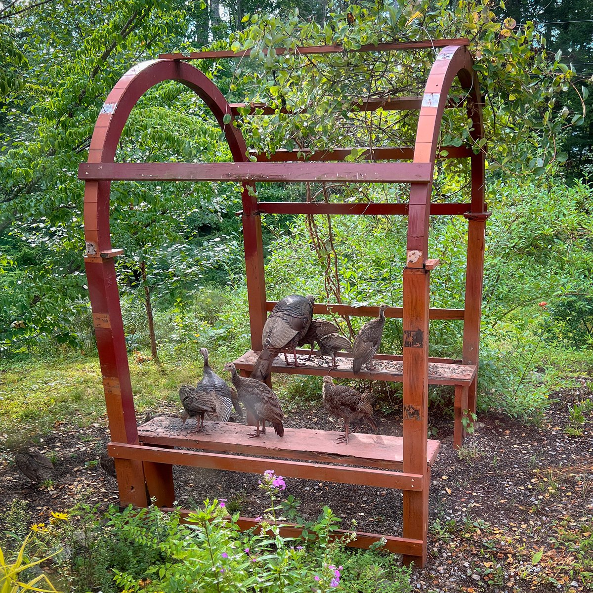 The turkey moms have deemed our yard to be a safe space for their 16 babies!