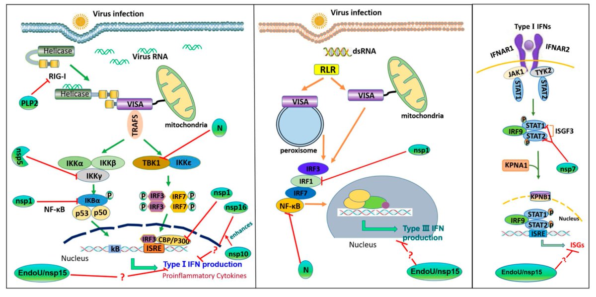 Pathogens_MDPI's tweet photo. #pathogens
Review paper: "#Porcine Epidemic #DiarrheaVirus and the Host #InnateImmune Response", by Dr. Haixue Zheng et al., is online.
👉see more at https://t.co/NYiOjCgjqI
#coronavirus
#porcineepidemic diarrhea virus
#innateimmunity
#typeIIFN
#immuneevasion https://t.co/uCTzADmHBw
