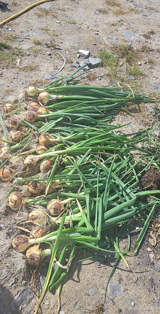 bernie_mullins's tweet photo. #onions #giy #GIY #giyireland 🧅🤌

Great drying out ☀️🌡 https://t.co/5H325ZmzXC