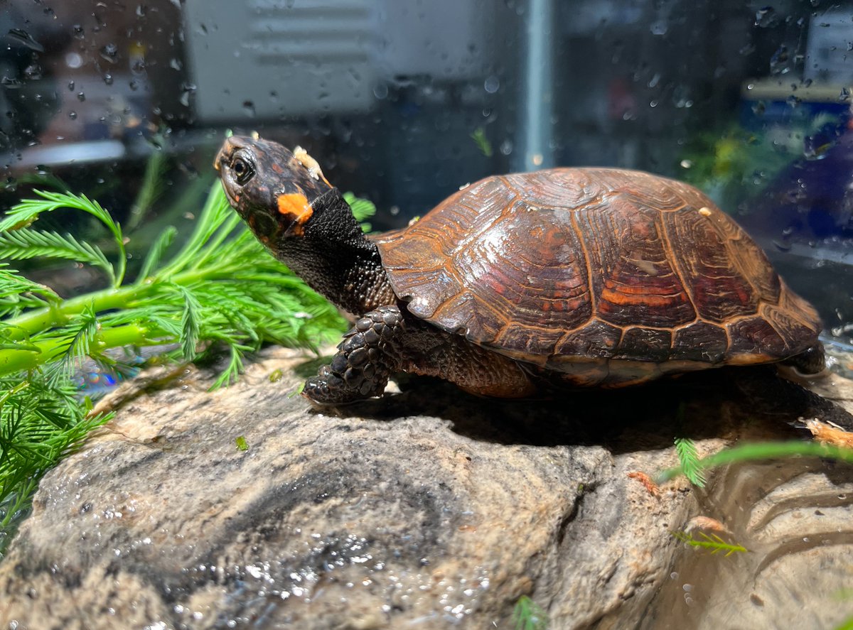 SWVAWildlife's tweet photo. #endangered #bogturtle admitted to our #wildlife Center from @vt_cnre and @VirginiaDWR researchers! Read more the full story about this rare and imperiled #turtle on our facebook page: https://t.co/vsbpk5YR7W https://t.co/n1DFGsTm6b