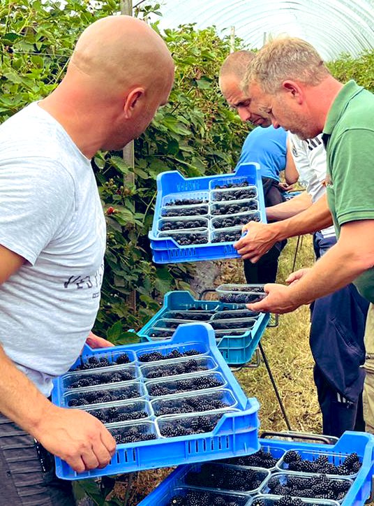 Lots of different crops harvesting today for <a href="/AntSnell/">Anthony Snell</a> #organic wheat #organic blackberry, <a href="/driscollsberry/">Driscoll's Berries</a> strawberries and raspberries for our <a href="/WindmillHFruits/">Windmill Hill Fruits</a> customers with <a href="/berrygardensuk/">Berry Gardens</a> #heatwave #Herefordshire #summer