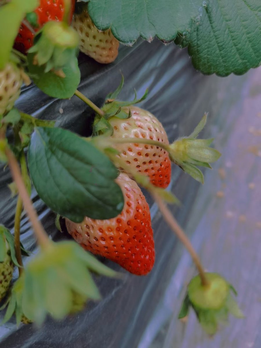 Starry_ukk's tweet photo. 🍓It is true that strawberries in autumn are sour... https://t.co/L0jYsYsvlV