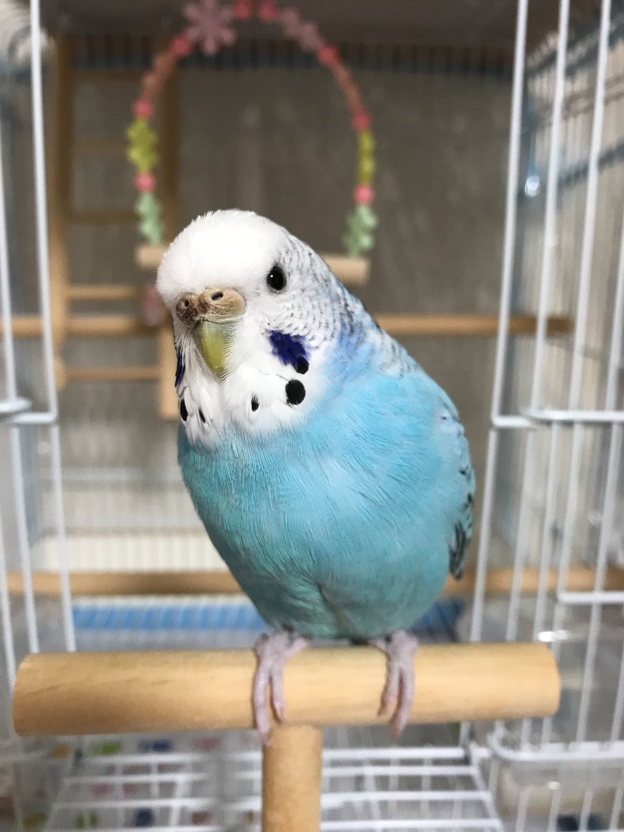 タグ 迷い鳥探し中 の注目ツイート メガとんトラック