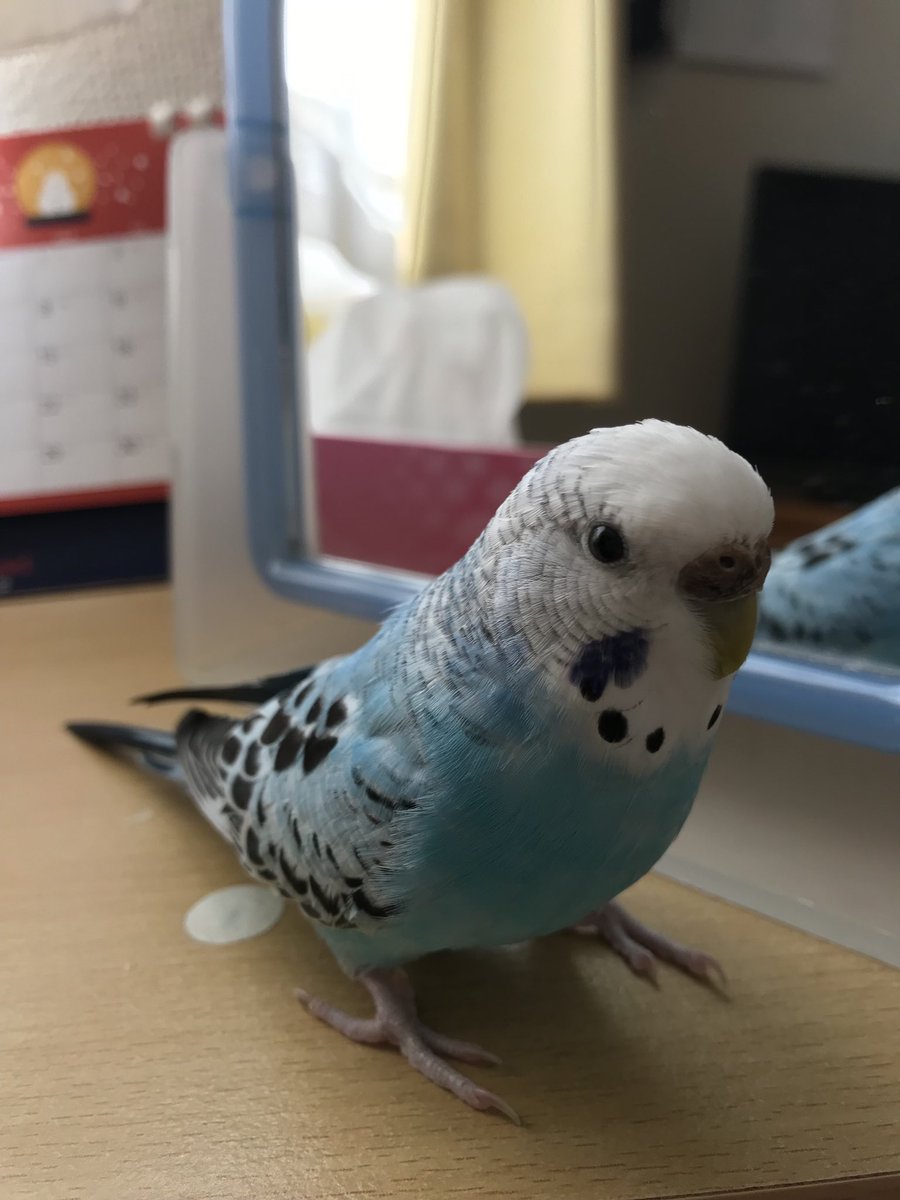 タグ 迷い鳥探し中 の注目ツイート メガとんトラック