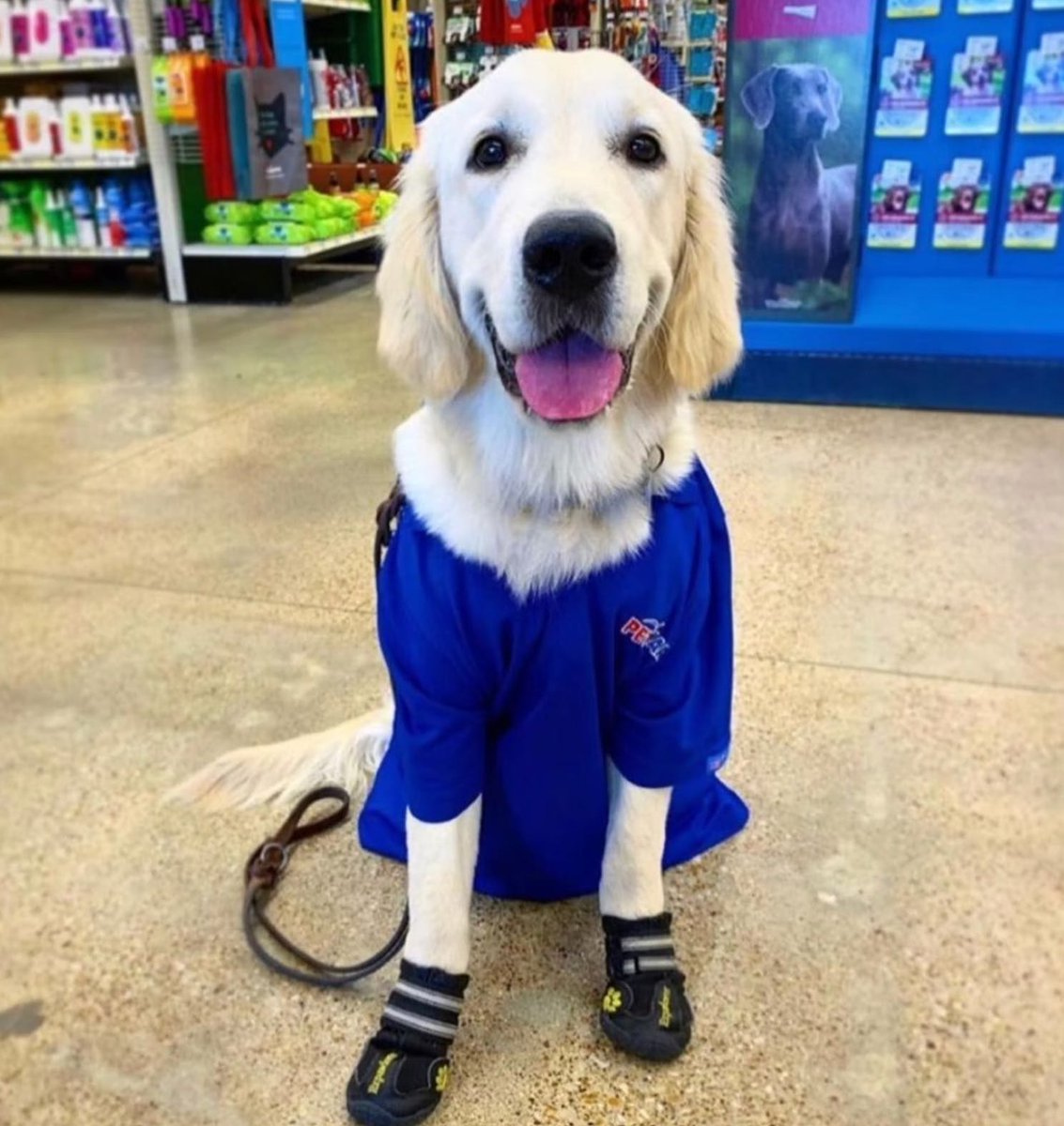 Now hiring hoomans to join the #LifeAtPetSmart pack! 😊 Sniff out an awesome opportunity today! bit.ly/3QfwF2w