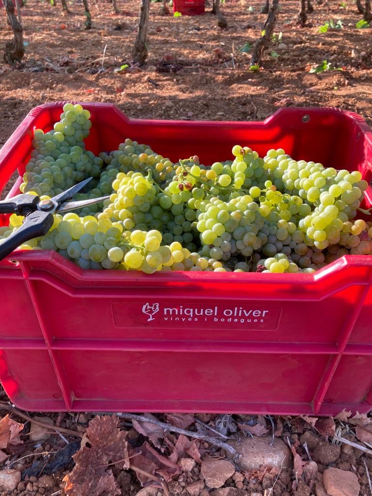 ¡Vendimia 2022 inaugurada con Moscatel de Frontignan. ¡Muy pronto, aromas del Muscat impregnarán la bodega!
..
Verema 2022 inugurada amb Moscatell de Frontignan. Molt aviat aromes del Muscat impregnaran el celler!
 
#verema #vendimia2022 #harvest #harvest22 #mallorcawine