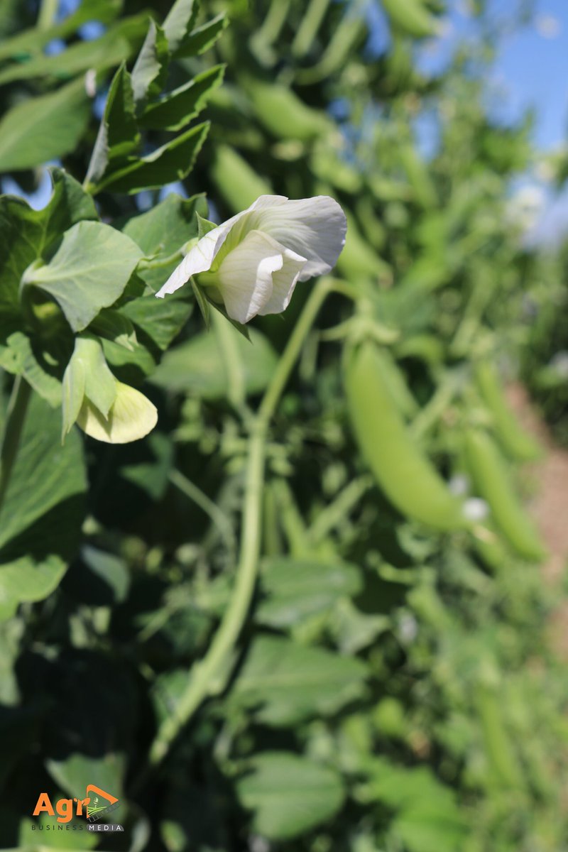 Farming is one of the most natural professions in the world. It's a way to be close to nature every day and connect with it on a level that few people can ever experience.

<a href="/agribusinesszw/">Agribusiness Media</a>