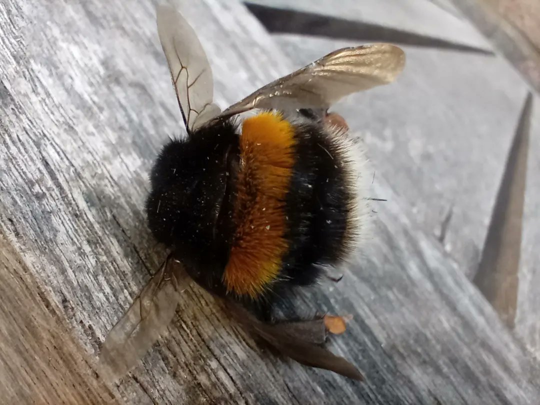 Bees are fascinating, I'm not sure whether this is a worker or a Queen buff tailed bumblebee... Leaning more towards a queen, apparently worker bees have a pure white rump &amp; the queen has some yellow on the tip. @WildLondon <a href="/NHM_London/">Natural History Museum</a> <a href="/AllThingsBugs/">All Things Bugs</a> I would love some insight!😄