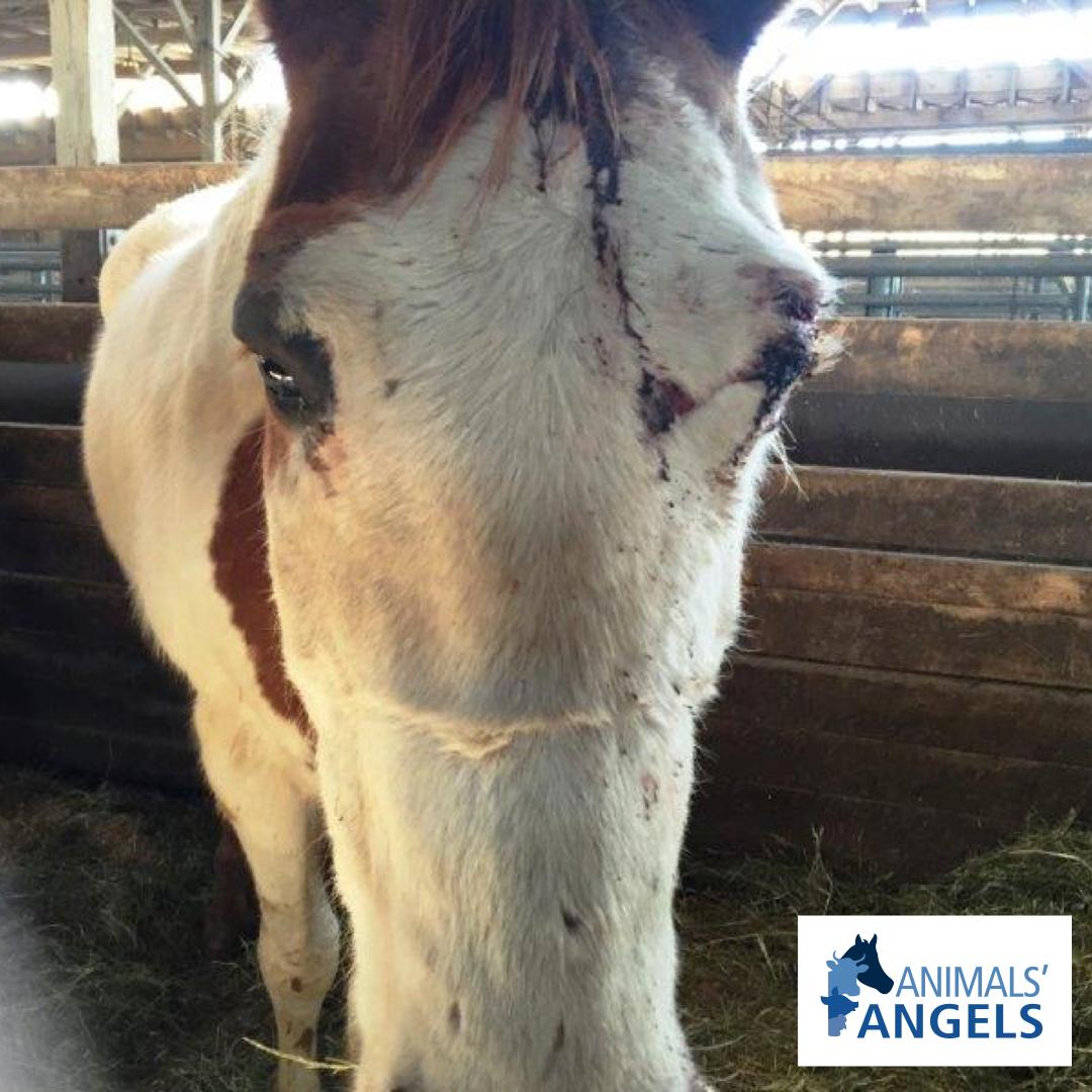 AnimalsAngelsUS's tweet photo. Our team just witnessed staff at #NewHolland Sales Stables use electric prods on animals, sell an injured horse to a kill buyer, and ignore a pig drowning in liquid manure. Expose these repeat abusers: https://t.co/QUJvksHZUE #AnimalsAngels #Investigation https://t.co/7xSl3kS6V8