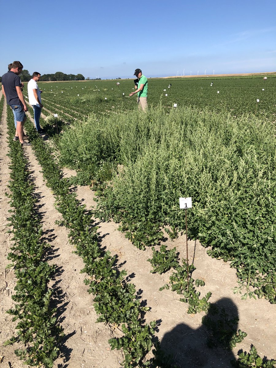 #Corzal van ⁦<a href="/UPLBenelux/">UPL Benelux</a>⁩ is een waardevolle en veilig toepasbare aanvulling bij de bestrijding van onkruid in knolselderij. Toelating via NL-KUG.