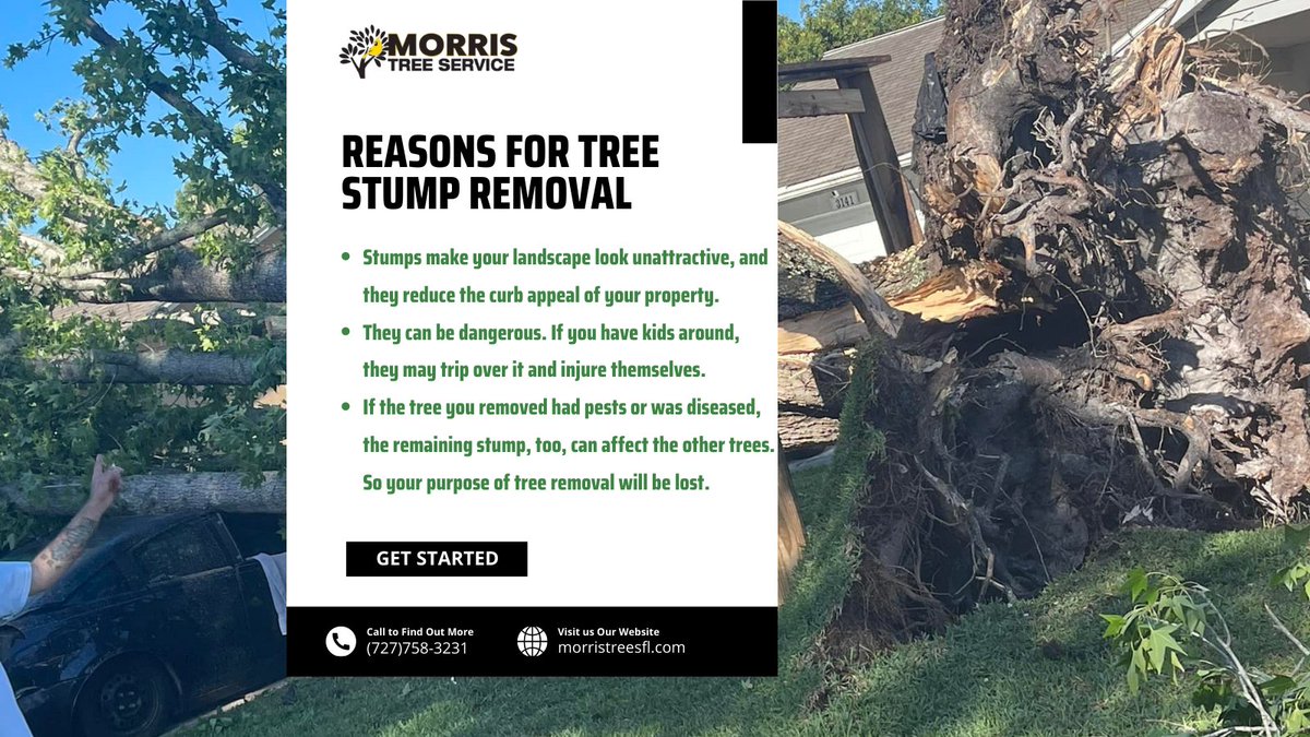 MorrisTreeServices tweet media