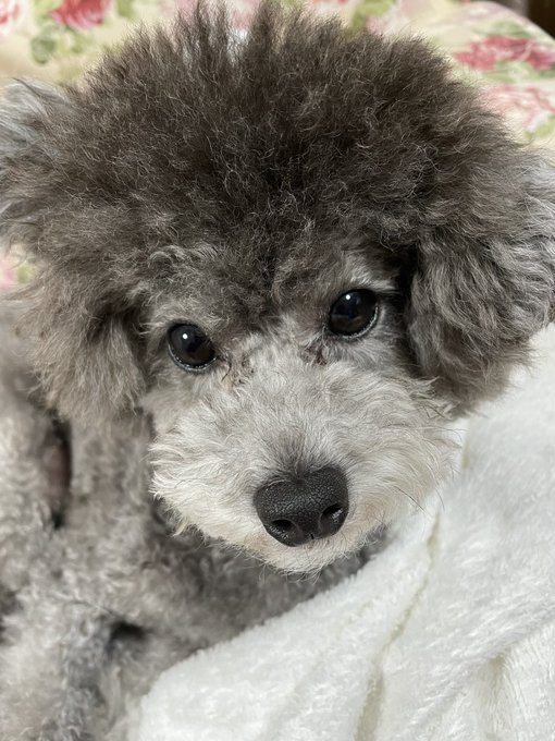 スペース中、2階のケージで大人しくしてたぱぎおです。 