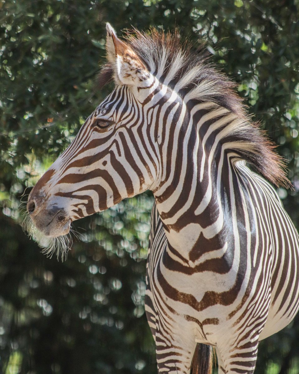 jacksonvillezoo's tweet photo. We have a dazzling new resident! ✨ Zalika, a 4-year-old from Disney's Animal Kingdom, arrived as a recommendation from the Grevy's Zebra Species Survival Plan (SSP). She has a sweet and easy-going personality and is settling in nicely. https://t.co/b4qxIu6vXX