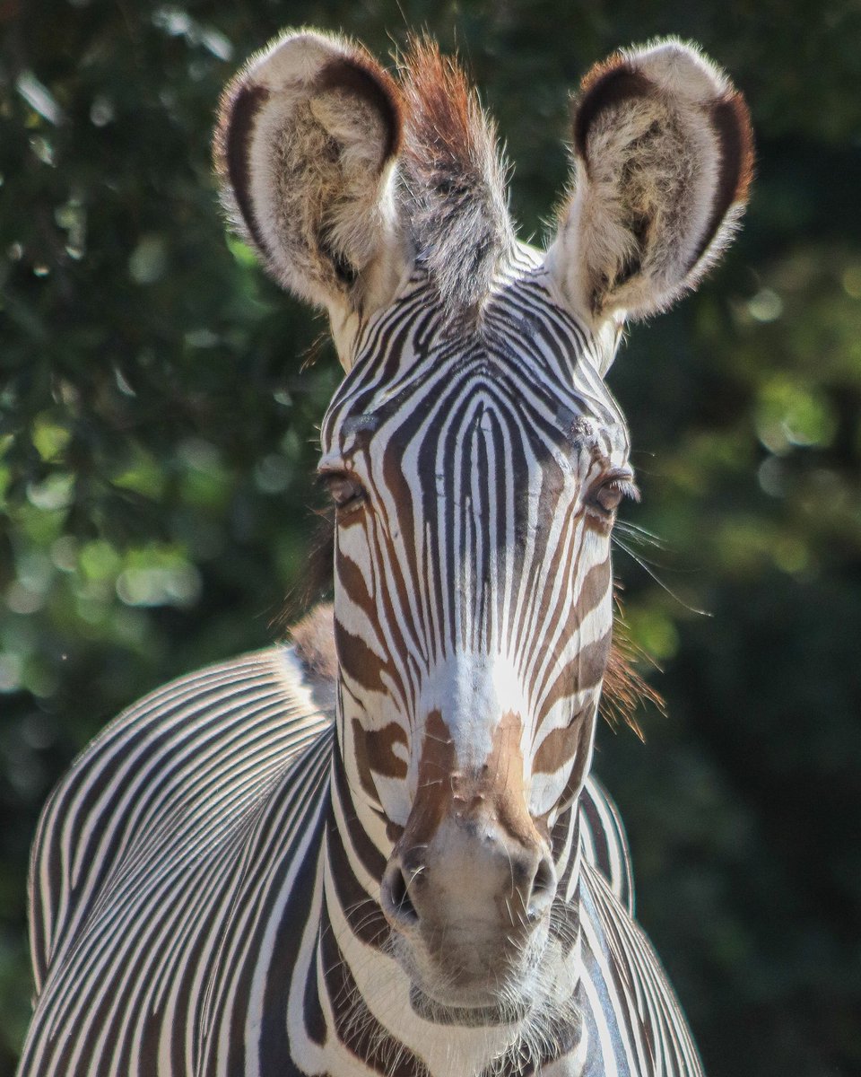 jacksonvillezoo's tweet photo. We have a dazzling new resident! ✨ Zalika, a 4-year-old from Disney's Animal Kingdom, arrived as a recommendation from the Grevy's Zebra Species Survival Plan (SSP). She has a sweet and easy-going personality and is settling in nicely. https://t.co/b4qxIu6vXX
