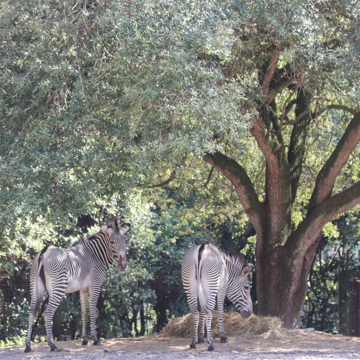 jacksonvillezoo's tweet photo. We have a dazzling new resident! ✨ Zalika, a 4-year-old from Disney's Animal Kingdom, arrived as a recommendation from the Grevy's Zebra Species Survival Plan (SSP). She has a sweet and easy-going personality and is settling in nicely. https://t.co/b4qxIu6vXX