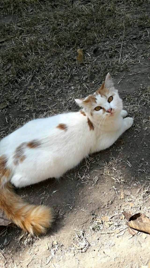 NikCT991's tweet photo. @BlockGeekDima Nice Cat and nice photo https://t.co/lOIkeBNuVE