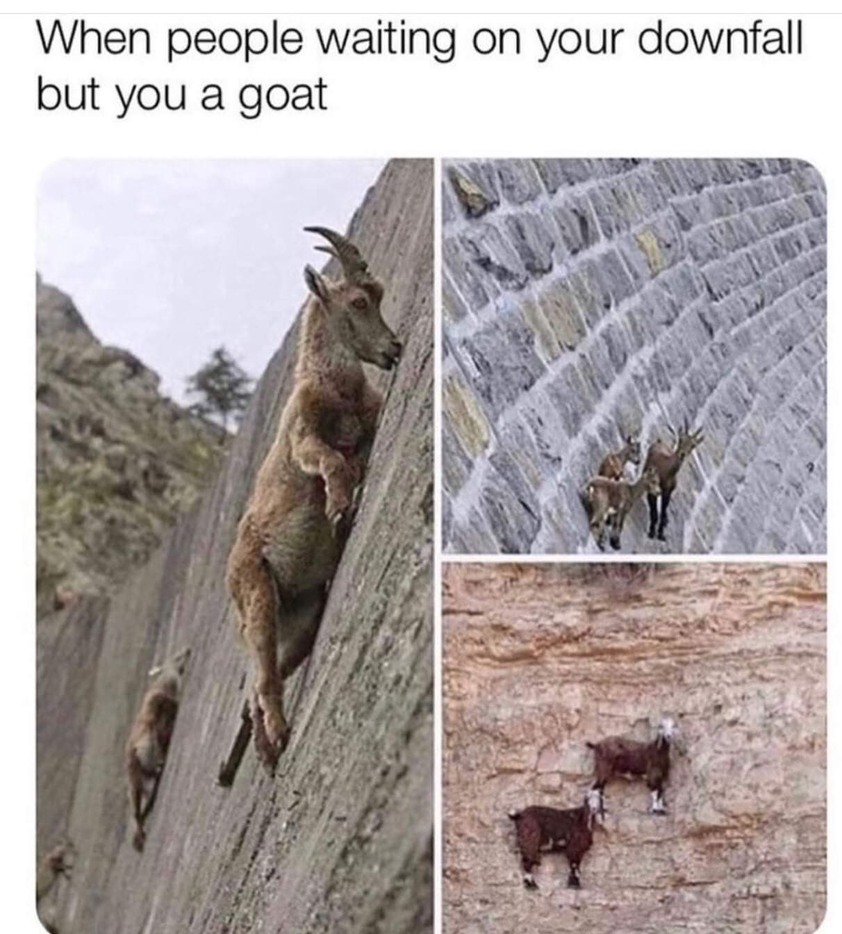 Massimo on Twitter "The spectacular sight of mountain goats defying