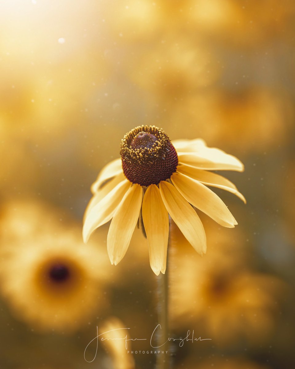 Gold dust ✨🌼✨

<a href="/MacroHour/">#MacroHour 🌿</a> <a href="/ThePhotoHour/">#ThePhotoHour</a> #macrophotography #FlowerPhotography #closeup