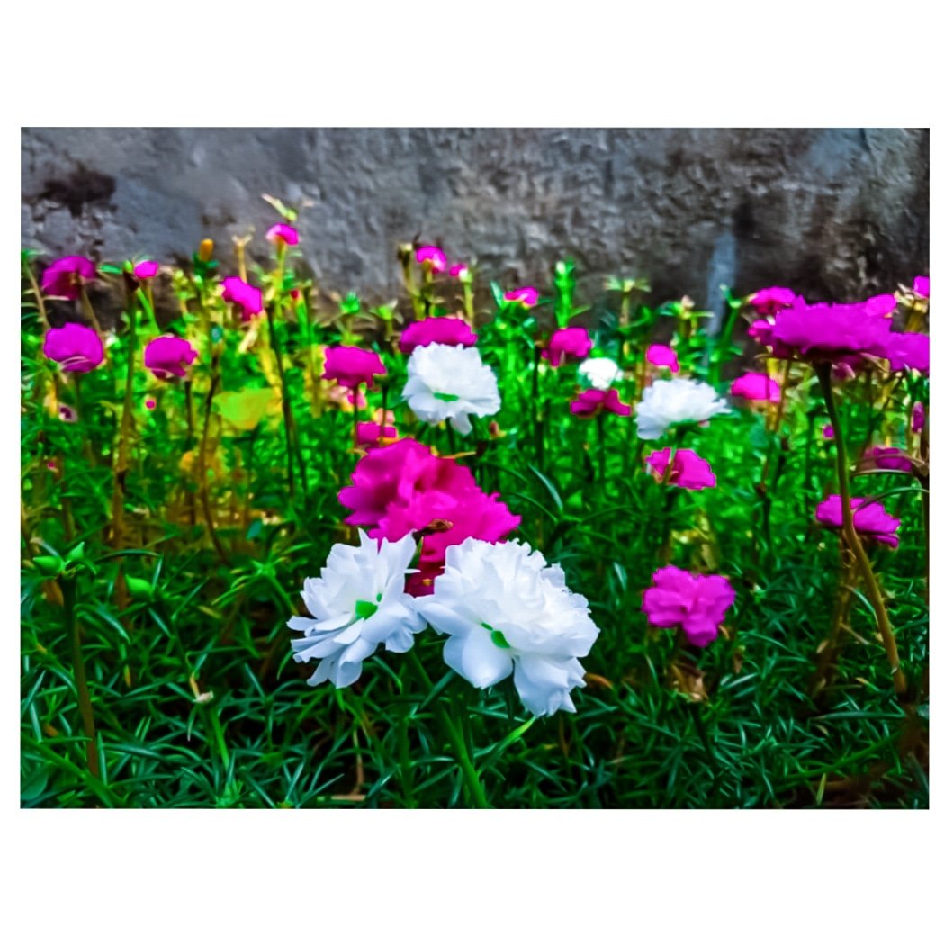 sharma99geet's tweet photo. Bloom🌸🌸🇮🇳
.
.
.
#photography #FlowerPhotography #photographylovers #photooftheday #Photographie https://t.co/3KAvdpARL4